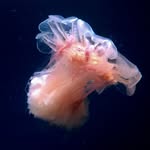 Igor Adameyko(@the_story_of_a_biologist)'s profile avatar