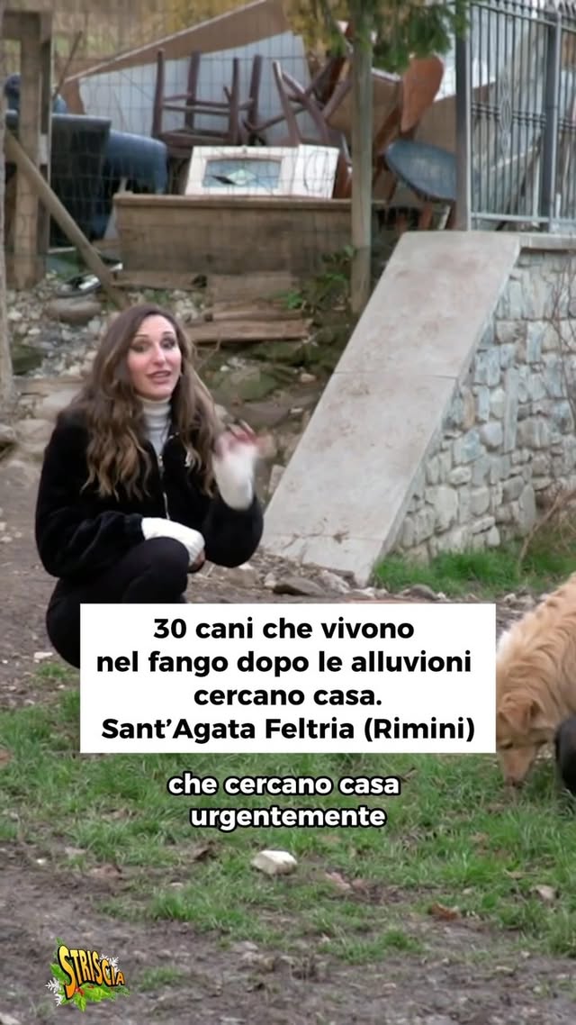 @chiarasquaglia è andata in soccorso di 30 cani che vivono nel fango dopo le alluvioni. Per adottarli scrivete a lacasaselvatica11@gmail.com ❤️Al link in bio il servizio completo#Striscialanotizia #ChiaraSquaglia #Rimini