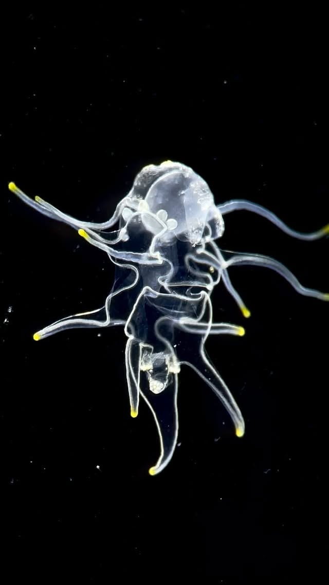 Here we have the second stage of a starfish larval development - brachiolaria. It is different from the previous stage called bipinnaria because this one has three frontal arms with sticky ends. Those serve for attachment to a substrate (before finishing metamorphosis). The whitish bubble at the rear end is the future starfish disk in development (an “embryo” of the adult starfish). Skagerrak, North Sea. #brachiolaria #microscopy #developmentalbiology #marinebiology #biology #sealife #zooplankton #starfish by @the_story_of_a_biologist