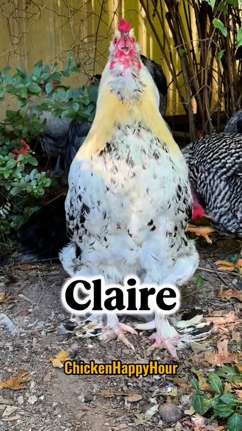 Claire, Clare! Frankie made your song but he wanted to call you personally 📣🐔

#claire #clare #clair #clara #chickens #memesdaily #comedy #funnyanimals #chickensofinstagram #rooster #chickenhappyhour 

Audio: @borariechorar 🔥