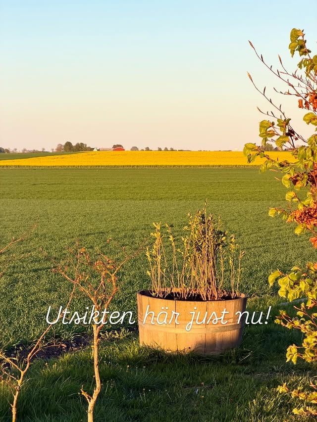 Skåne just nu! 💛💚😍Några bilder från veckan som gått 🥰 Vädret har verkligen visat sig från sin bästa sidan ☀️Åkrarna lyser gula och gröna. Vackraste tiden i Skåne när alla rapsfält färgar åkrarna gula 🌼😍Pizza ugnen tändes för första gången i år, ingen pizza går upp mot de hemmagjorda. Toppen att även kunna sitta ute med både bästa sällskapet och underbart väder 😍 När man blickar ut mot kustlinjen står ”spökfartygen” på rad…ser nästan ut som dom står på land 🚢, hade hellre bara sett havet och himlen vid horisonten….Med översikt av Snö så har jag gödslat mina Annabell och hoppas nu dom ska leverera med blommor …vi får väl se längre fram 😅Njuter av att kunna vara ute tills solen går ner 🌄Är det fler än jag som har svårt att gå in dessa kvällar? Helt fantastisk start på maj månad! 🙏☀️💚🌼 by @oliverogard