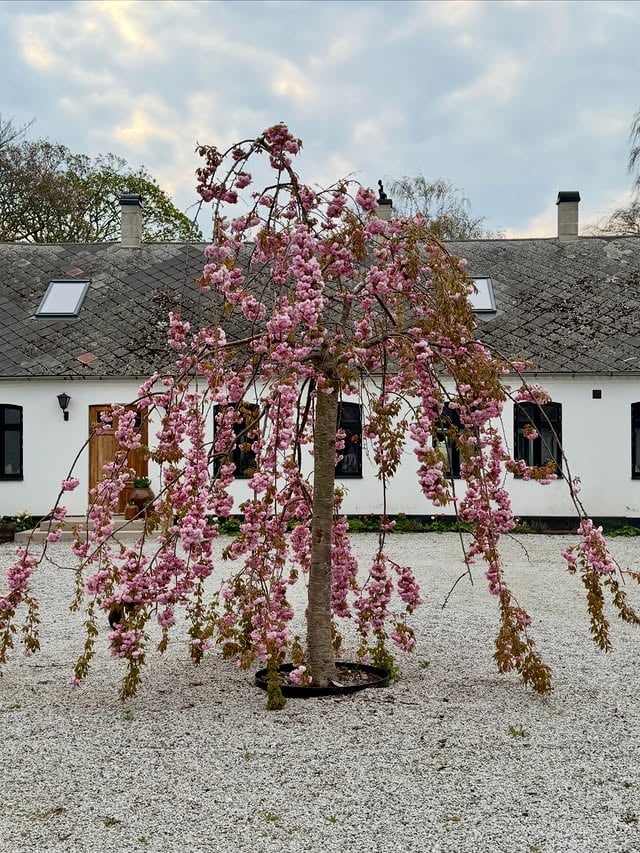 🌸🌸🌸🌸🌸Nu blommar även vårt japanska körsbärsträd Kiku-shidare-zakuraSå glad att det trivs här och att vi valde att plantera det direkt när vi höll på med innergården 💕 Nu har trädet stått här i 6år, om ni tittar på sista bilden så är det när vi precis hade planterat det. Jag älskar hur det lyser upp hela innergården 😍Bilden i mitten är från 2024 om ni tittar på stammen så ser man hur kraftig den blivit nu. Maj började verkligen på bästa sätt, helt otroligt väder med mycket utomhus projekt. Nu ska snart få se några av dom 😊Önskar er en fantastisk dag 💕 by @oliverogard