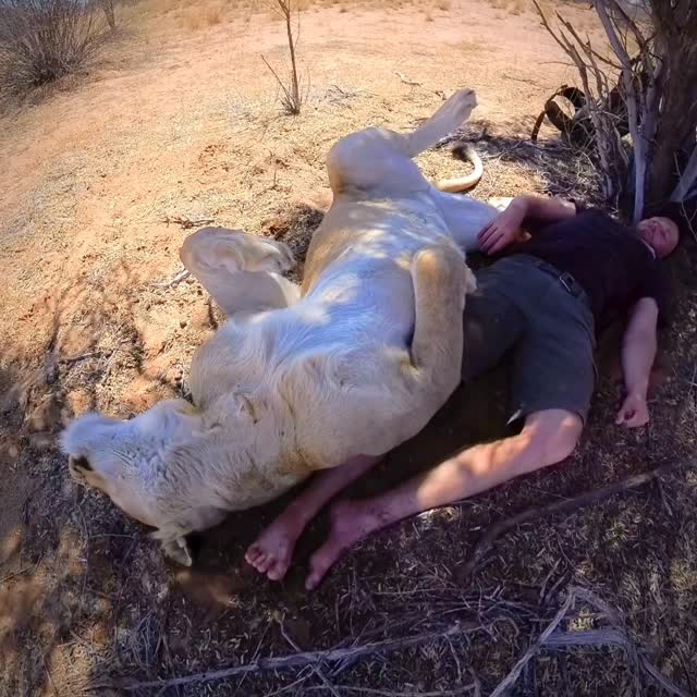 Have a relaxing weekend everyone 😊 #sirgathelioness #wildlife #nature #africa #animals