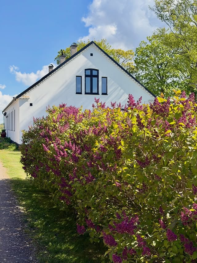 Naturen!! 🌿💚💜🤍Päron träden står i full blom och syrenerna blommar också för fullt 😍 I allén blommar fågelbärs träden. Alltså absolut finaste tiden vid vår lilla väg in till gården 🥰När man är uppe vid huset möts man av rapsfält i horisonten 🌼Sista bilden är när vi går igenom en skogsdunge där jag ofta lekte som barn 🌳Tänk vad en liten dunge kan göra för naturen och djurlivet 💚 Man kan inte ana att precis bakom pågår en fotbollscup med ca 200 lag 10 åringar ,visselpipor, hejarklackar och ett sorl av glädje och ibland besvikelse men framförallt ett hav av glada barn och stolta föräldrar ⚽️ Så bra kämpat av alla barn i dagarna 3 och alla som jobbat med denna cup hela helgen 🌟🌟💚💚Nu ska jag ut i det fina vädret ☀️🧑‍🌾🪏Ha en härlig söndag 💚 by @oliverogard