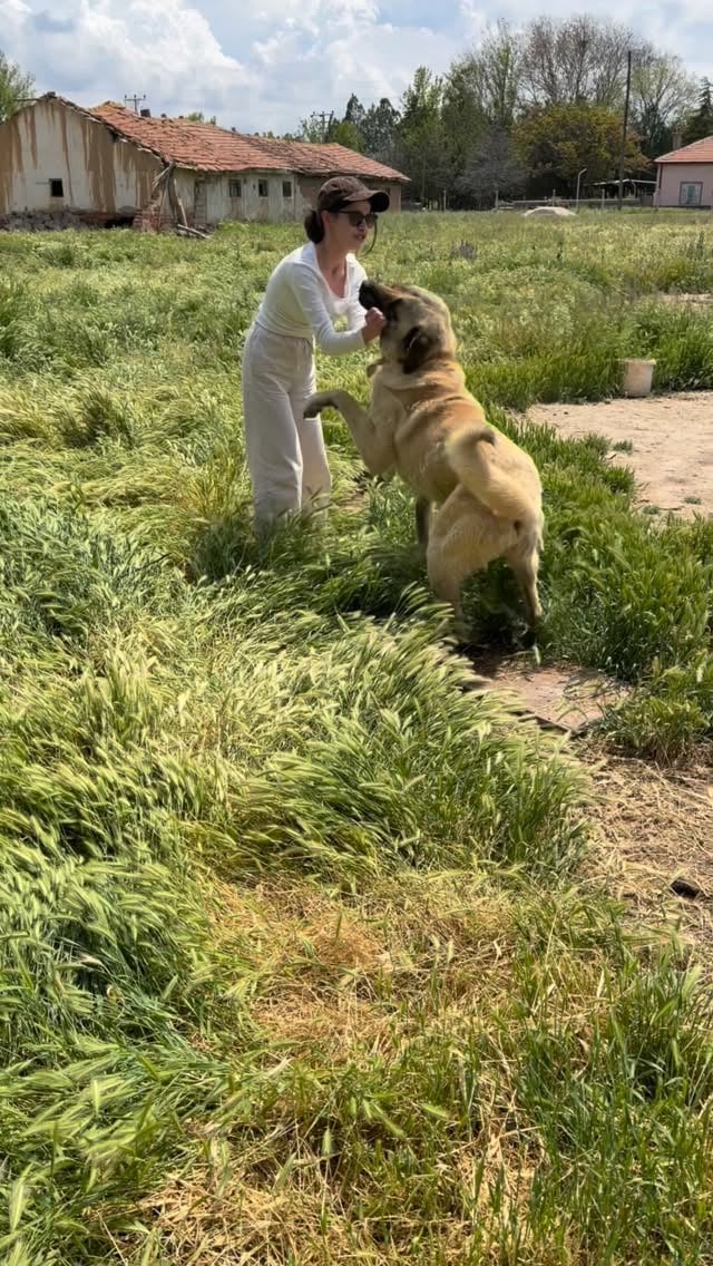 Hayatta en sevdiğim şey çomardır mesela #kesfet #fyp #köpek