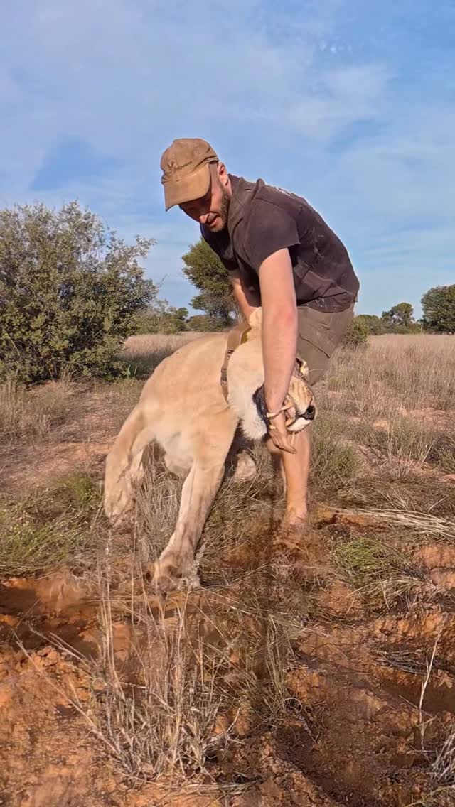 Quick checkup on our queen 😉 She definitely had a story to tell today. When she grabs by hand or arm it means she wants to me to walk with her. But it was late and I had to leave her out there since we wouldn’t have made it back in daylight. She returned home later that night to get some take away dinner 🥩 #sirgathelioness #wildlife #nature #africa #animals