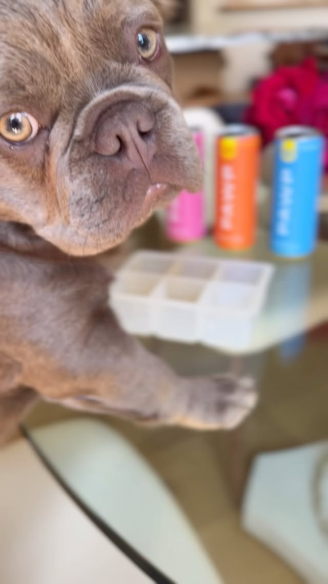 Game changer! Frenchies are not great water drinkers…until now! Thx @pawpwater he loves them all! This summer we’re making PAWP Water 🐾 popsicles.Simply pour into your ice tray& freeze! My animals love these, & so do I. I don’t have to worry about summer hydration. #puppylove #coconutwater#functional beverage by @brookeburke