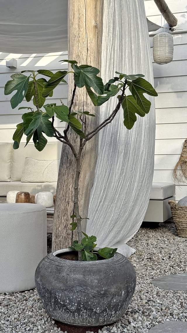 Soms is een zacht briesje, avondzon en een fijne plek in de tuin alles wat je nodig hebt…Genieten dit hoor!Fijne avond, liefs ♡•#goldenhour #gardeninspiration #outdoorliving #ibizastyle #gardendecor by @thuisbijsuus