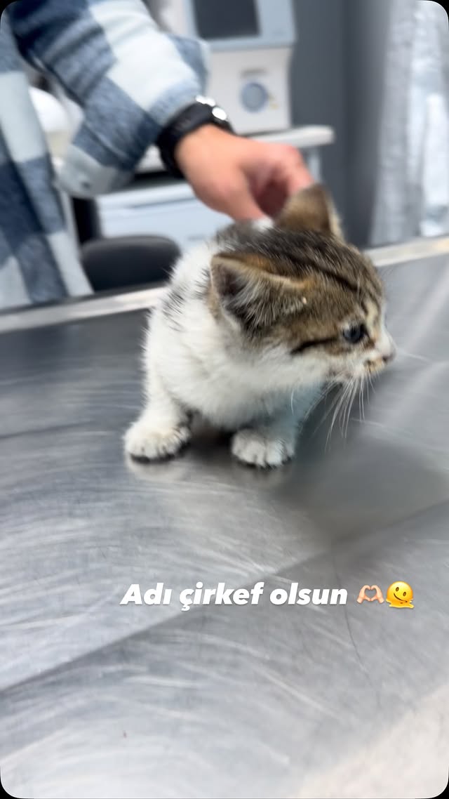 Belki günlerce tırın altında bağırarak bu hale gelmiş 🥺Onunla da yolumuz bir şekilde gece keşişti işte alacağı nefes göreceği günler varmış der alırız böyle 💞İyileş gel çirkef 🐾#cats #kedi #tedavi by @sudepekpostalc