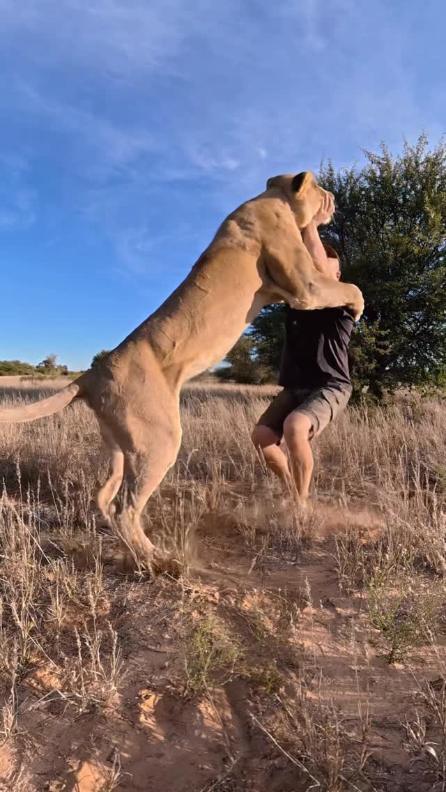 Playful Sirga today 😊 #sirgathelioness #wildlife #nature #africa #animals