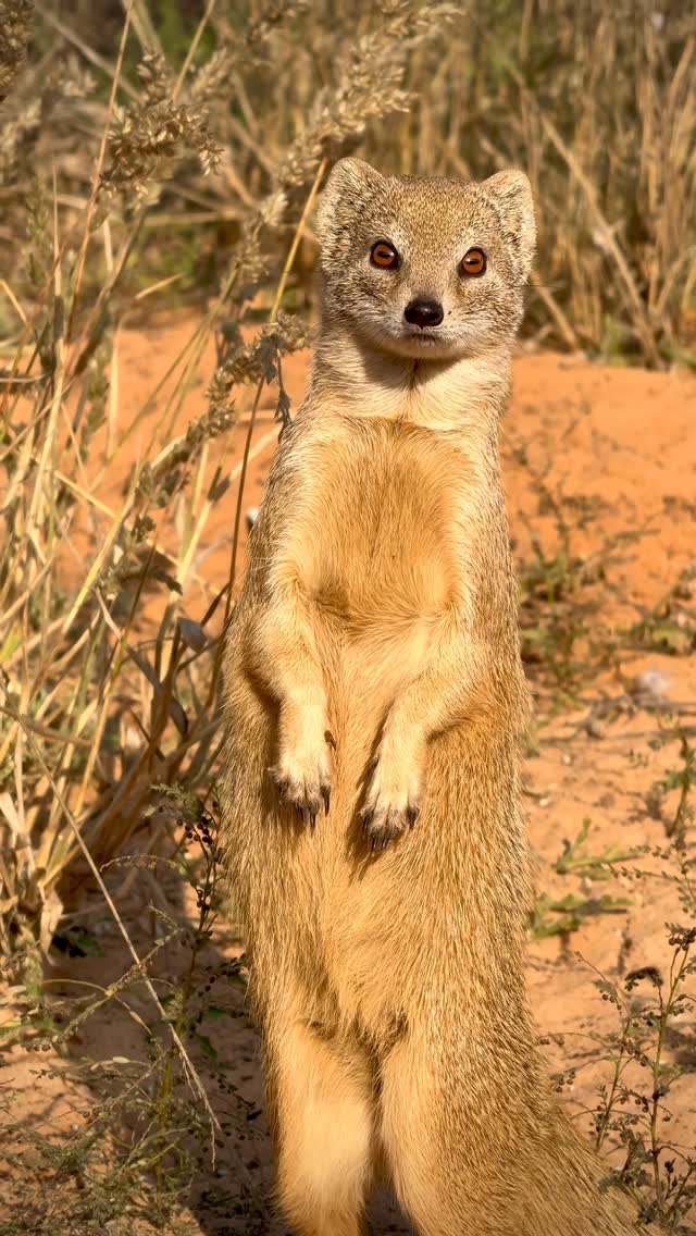 Still can’t get over how ridiculously pretty yellow mongooses are. 😍A few cool facts about these little Kalahari characters:Species: Yellow Mongoose (Cynictis penicillata) — They’re highly social and often live in small family groups with shared burrow systems — Unlike many mongooses, they’re mostly active during the day and love sunbathing outside their dens — Their fluffy tails aren’t just cute, they also help with balance and communication — They mainly feed on insects, rodents, reptiles, and scorpions, making them important little pest controllers in the ecosystem — they also fight and kill venomous snakes which makes it handy having them around 😊 Tiny, curious, fearless… and somehow always photogenic. 🐾#wildlife #nature #animals #africa #desert