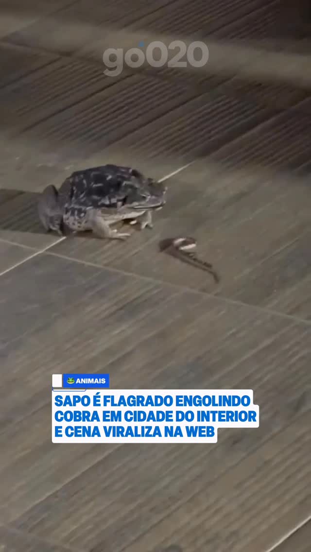 Uma cena incomum chamou a atenção de moradores em Itanhomi, no interior de Minas Gerais. Um sapo foi flagrado engolindo uma cobra, em um registro que surpreendeu quem presenciou o momento.A cena mostrou um lado pouco conhecido dos hábitos alimentares desses animais, que podem se alimentar de diferentes tipos de presas encontradas na natureza.📹 @/Tetemineirinha (ig) | @myhoodbr by @portalgo020