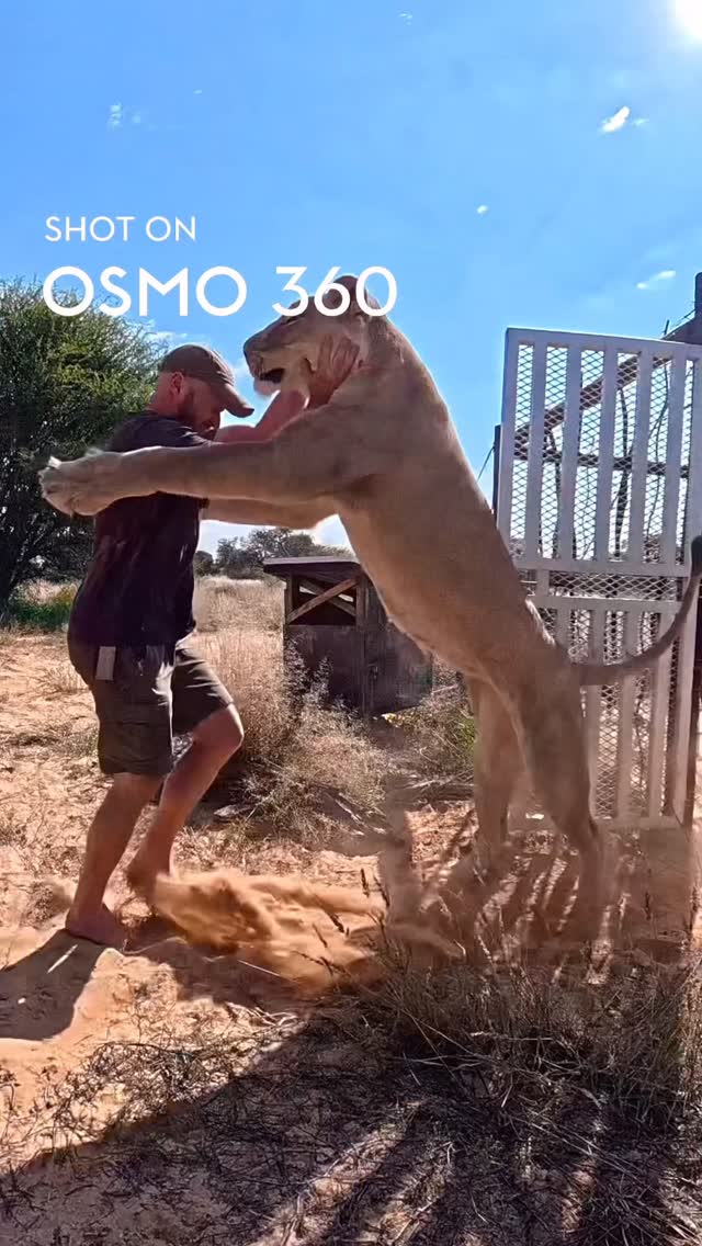 Ad: A cool way to let you see how getting this footage works 😎 My POV from the #osmonano along with the magical “camera operator” perspective, made possible with the #osmo360 all from @djiglobal 😊 #sirgathelioness #nature #animals