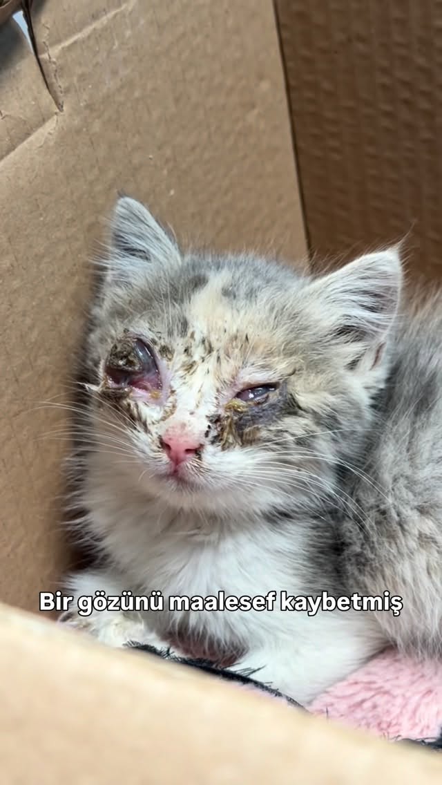 Minicik ama minicik bir beden tarlanın ortasında ne annesi varmış ne de başka bir kardeşi hemen ilerde de atıldığı kutu varmış zaten… Tek gözünün ışığı olmaya geldik minik prenses yaralarını sarmaya koruyup kollamaya annen olmaya 💕#cat #kurtarma #fyp #kesfet by @sudepekpostalc