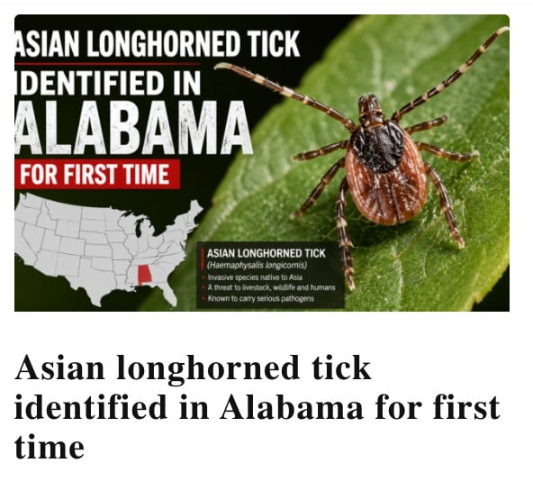 The Asian longhorned tick has been identified in Alabama for the first time, marking the arrival of a highly invasive species capable of rapid, asexual reproduction, allowing it to swarm and overwhelm animals with severe infestations.https://endtimeheadlines.org/2026/06/asian-longhorned-tick-identified-in-alabama-for-first-time/#EndTimesSigns #BiblicalProphecy #Pestilence by @endtimeheadline