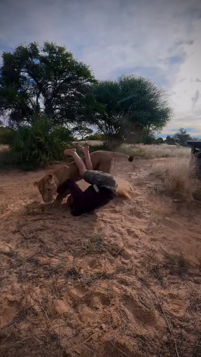I don’t think greeting Sirga will ever get old for me 🤗 

Our winter has set in and we had the first freezing temperatures ❄️🥶 But Sirga loves the cool weather and is full of energy ⚡️

#sirgathelioness