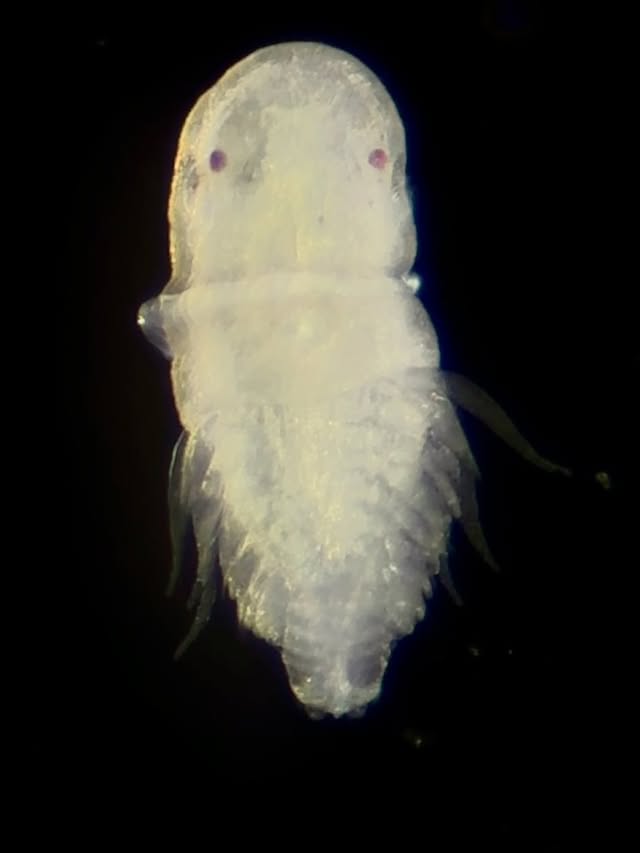 All sorts of tiny planktonic animals (about 0.5-1 mm) from Iriomote 🏝️🌊🔬, Japan 🇯🇵 . Make your guess! ✨ by @the_story_of_a_biologist