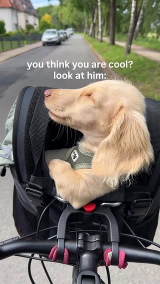 cooler than everybody 😎
.
.
.
.
.
#creamdachshund #puppy #wienerdog #dachshundpuppy #minidachshund