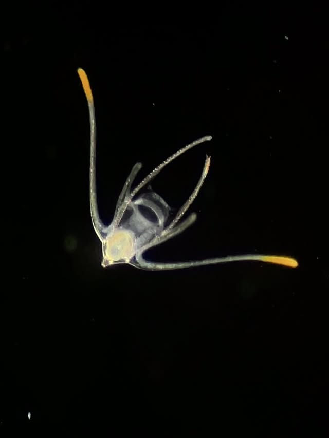 Planktonic animals from the North Sea 🌊. Did you recognize all of them? The first one is an ophiopluteus (ophiuran larva), the second is a monstrilloid copepod, the third video shows larval sea angels, and the last video - two zoea larvae (future shrimps). These animals are about 0.5-1 mm in size 🔬✨ by @the_story_of_a_biologist