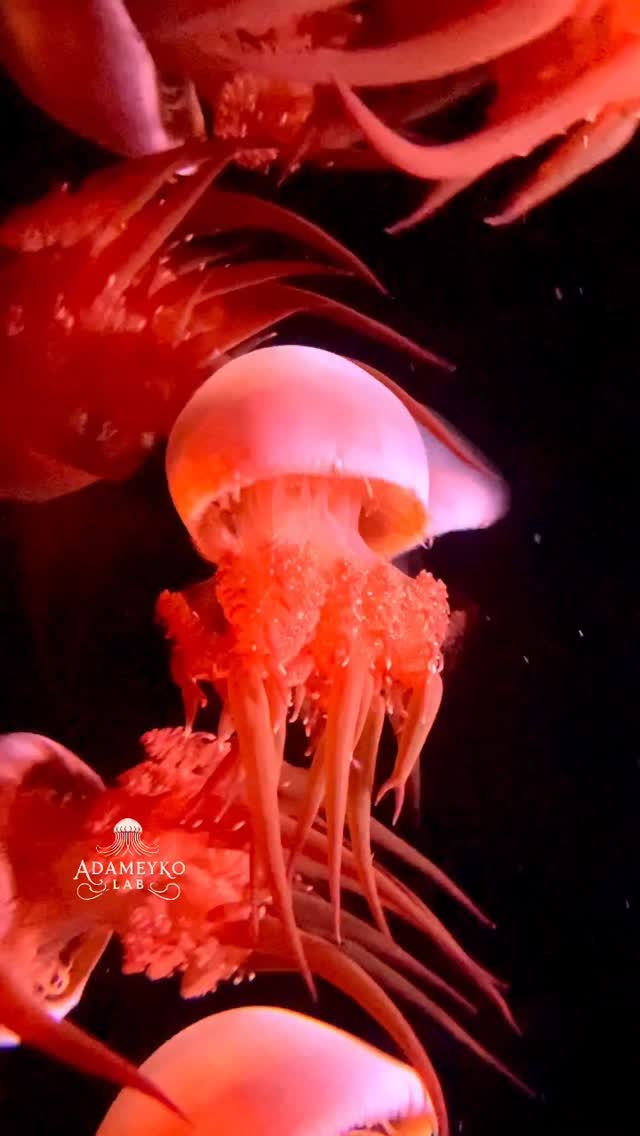 Swarming Rhopilema esculentum jellyfish. The bright red color comes from a jellyfish, and not from the lighting conditions. From Paris Aquarium @aquariumdeparis_ Grown by @saltysnaps_ ✨🌊🪼 It is one of the most economically important and widely consumed species of edible jellyfish in East and Southeast Asian cuisine, primarily harvested in China, Japan, and Korea. by @the_story_of_a_biologist