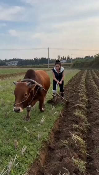 OMG 😲 😱 cow talking with me
