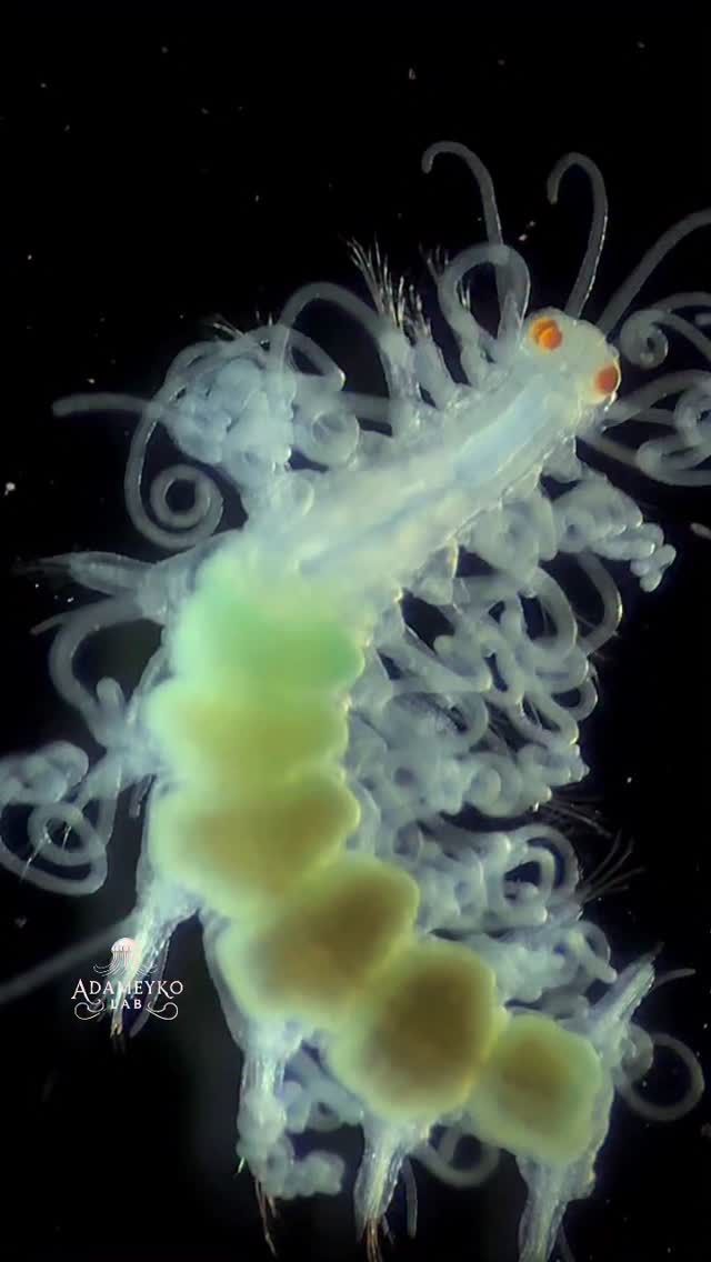 A nice polychaete epitoke (about 5 mm in length) from Iriomote 🏝️🌊, Japan 🇯🇵. These curly tentacles are amazing 🤩 by @the_story_of_a_biologist