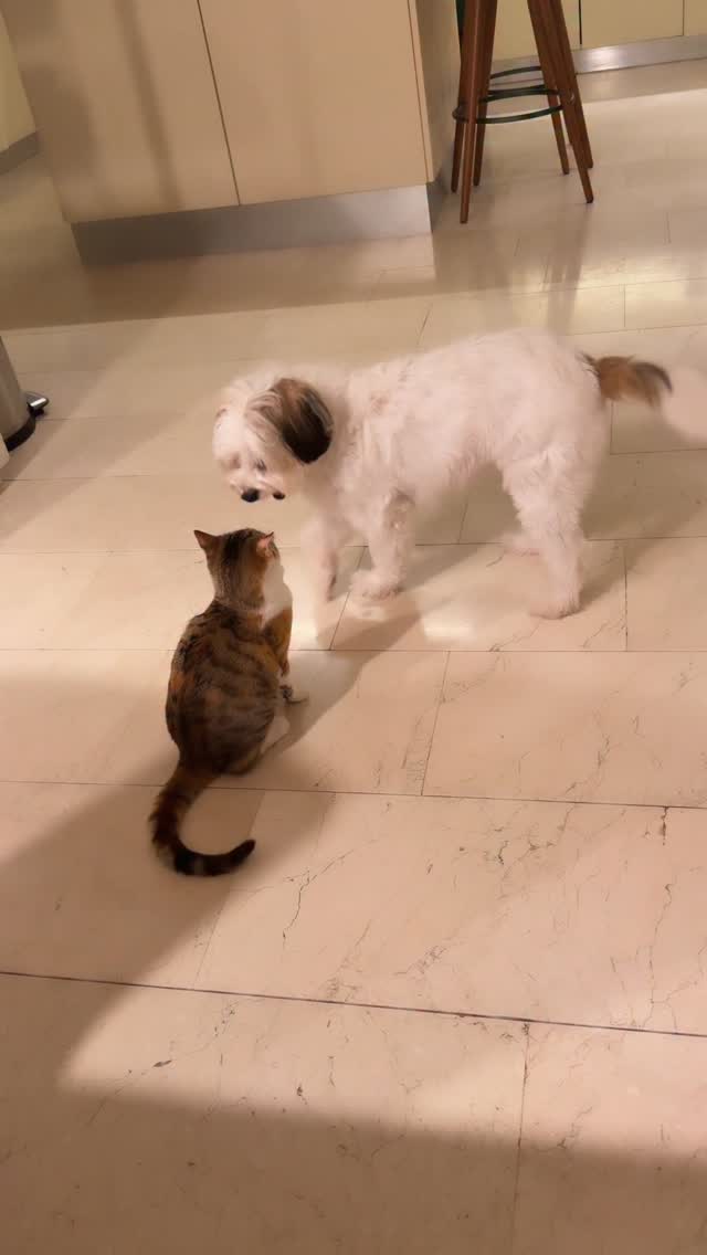 Kedi köpek gibi değimi bizim evde muhteşem bir dostlukla yaşanıyor.

#satinalmasahiplen 🐈 🐶