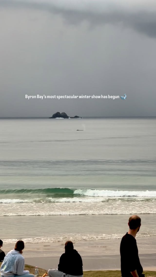 💛 Whale season has officially arrived in Byron Bay, and the annual migration is already putting on an incredible show along the coastline!These clips were taken yesterday from Main Beach, proving you don’t need to go far to experience one of the best things to do in Byron Bay this winter. Grab a coffee, find a spot along the foreshore, and keep your eyes on the horizon. For even better whale watching, head up to Cape Byron Lighthouse or the viewing platform at The Pass, two of the region’s most popular whale-spotting locations.Want an unforgettable close-up encounter? Byron Bay’s whale watching tours are now running daily, giving visitors the chance to see humpback whales breaching, tail slapping, and migrating along Australia’s east coast. Checkout @outoftheblueadventures @byronbaywhalewatching @ballinabyronmarineadventures Whale season is one of the most spectacular times to visit Byron Bay, with thousands of humpback whales making their journey past our shores from June to November.Have you spotted any whales yet this season? Drop your sightings below! 👇🎥 @byronbayintel #ByronBay #WhaleWatching #visitbyron #whalesofinstagram by @byron.bay.nsw