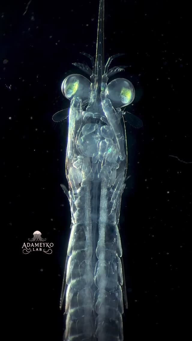 A stomatopod (mantis shrimp) larva (5 mm). Iriomote, Japan. by @the_story_of_a_biologist