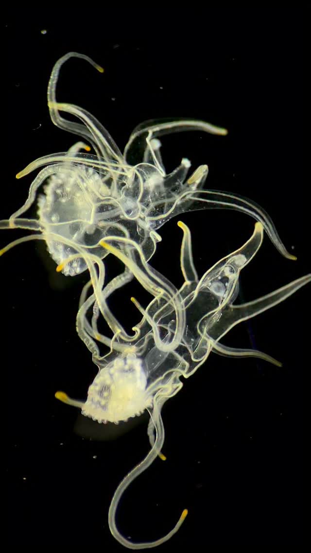 Two amazing brachiolaria starfish larvae in metamorphosis 🔬✨🌊. They are about 2-3 mm with tentacles. Skagerrak, The North Sea. by @the_story_of_a_biologist