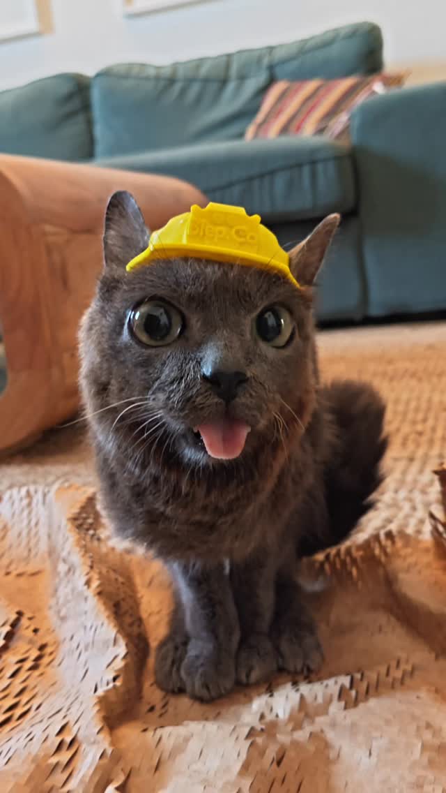 We set @bimbus_printables a challenge of creating the world's smallest cat hardhat ... And they smashed it out the park!

Welcome to Blep Co. 💙

#catsofinstagram #builders #cutecats #3dprinting #safetyfirst