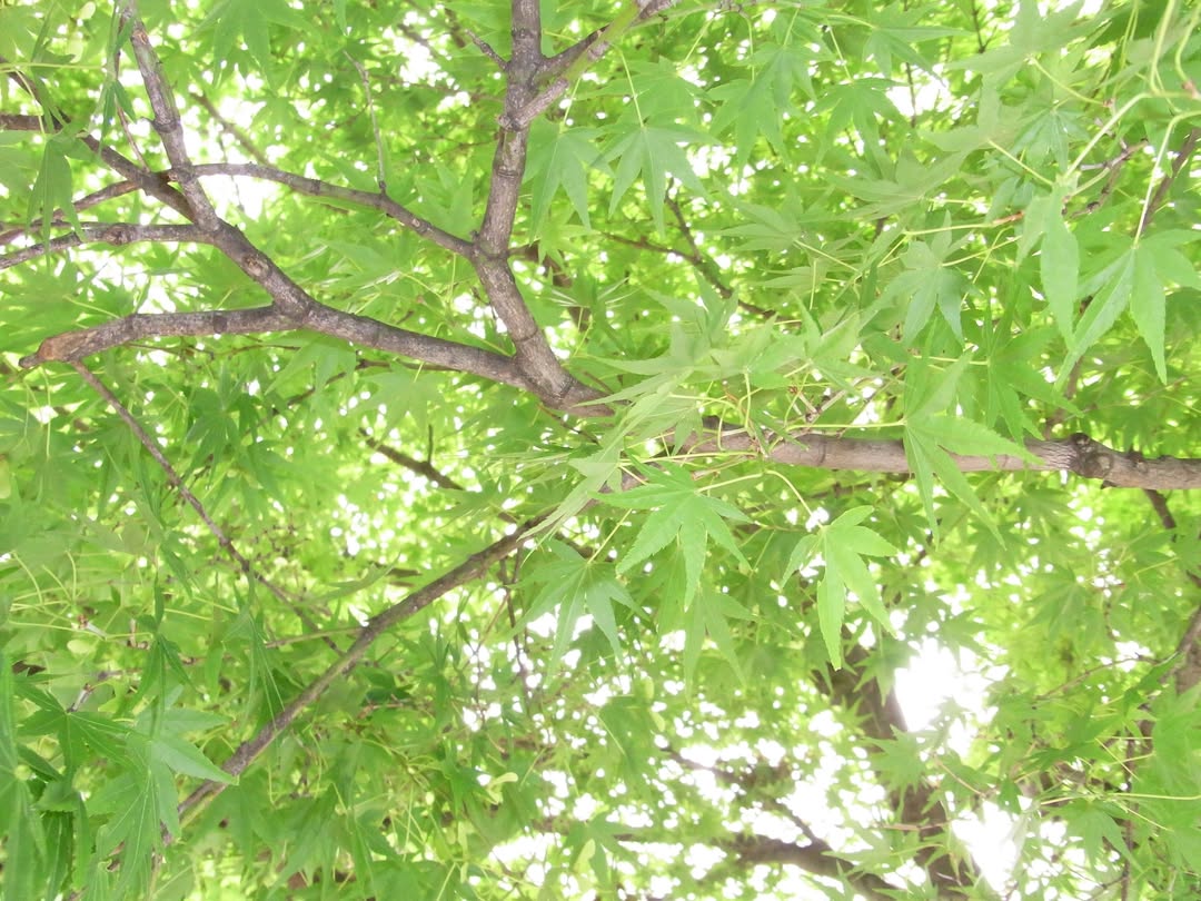 黄色になる前のもみじ？と、盛れてるちゅっちゅ(2歳)と、マツエクしてるとメイクが楽だーの私(🥱) by @yamaguchi_nonoka_official