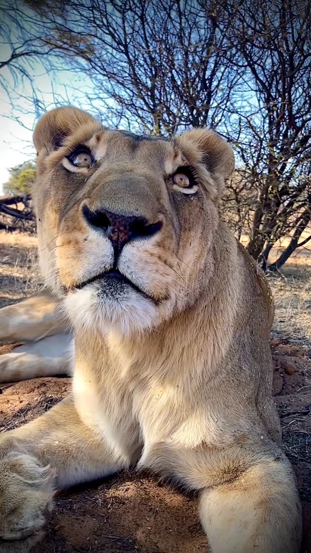 Beautiful Sirga 🤩 

Have a lovely weekend everyone 😎 

#sirgathelioness #wildlife #nature #africa #animals