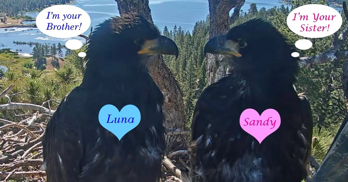 Perfectly Balanced…

Sandy and Luna are just over 9 weeks old. Their bone structure and foot pads are fully grown. Their feathers will continue to fill in and grow, their beaks will grow slightly bigger, and they will put on a bit more weight over the next few weeks. 

We have spent hours of observations and team collaborations comparing everything from overall size, shoulder width, beak and ankle thickness and vocal pitch between Sandy and Luna.

Male and female bald eagles have significant differences in vocal pitch; we have all heard the difference in vocals with Jackie and Shadow. Females are larger than males and so are their voice boxes (Syrinx), which results in deeper lower-pitched vocalizations We used frequency applications to record and analyze Sandy and Luna’s vocals and there were consistent differences in vocal pitch. 

The only true way to determine gender for Sandy and Luna would be through blood tests. FOBBV believes that nature should be left to nature, we are here to observe not to be intrusive. We have done our best to make an educated guess on our eaglet’s genders without intruding on their lives. 

We believe that Luna is a male and Sandy is a female! Brother and sister living their best lives under the care of their wonderful parents, Jackie and Shadow. 

A special thank you to the FOBBV teams involved with these tireless observations happening 24/7! The private Facebook group admins and moderators, the detail-oriented recap team and our awesome CamOps team! 

Thank you for following along on this wonderous eagle adventure with us!

The FOBBV Team