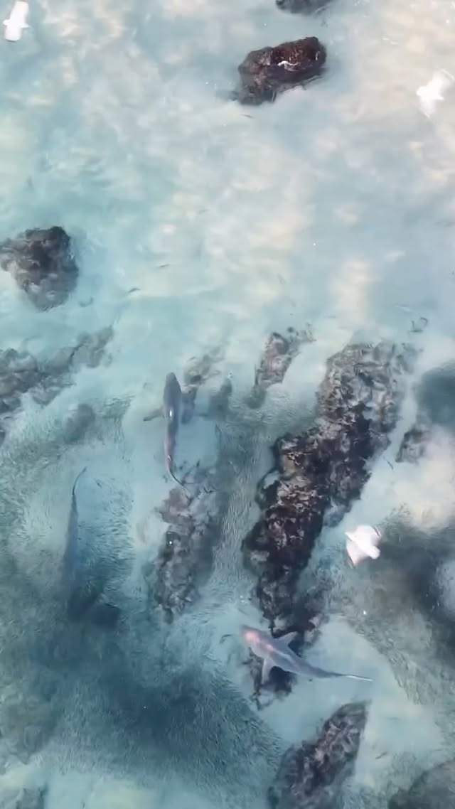 This World Ocean Day, a reminder that the ocean doesn’t need us to tame it - it needs us to protect it 🌊🦈🐟🐬🐳🎥 @byronbay_daily #worldoceansday #oceantherapy #bbcearth #givemoretakeless by @byron.bay.nsw