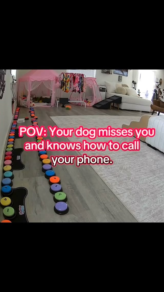 Aly was home alone, playing in her ball pit, when she suddenly decided she needed Mom. 🥹❤️

So she walked over to her buttons, pressed “Alexa, call Mama,” and my phone rang. When I answered, she got to hear my voice and I told her I’d be home in about an hour.

Nobody prompted her. Nobody asked her to do it. She simply wanted to check in with Mom. 💕📞🐾

Mom may have been at work, but one phone call was all it took to remind Aly she wasn’t alone. #AlyTheBichon #DogButtons #TalkingDog #BichonFrise #DogMom