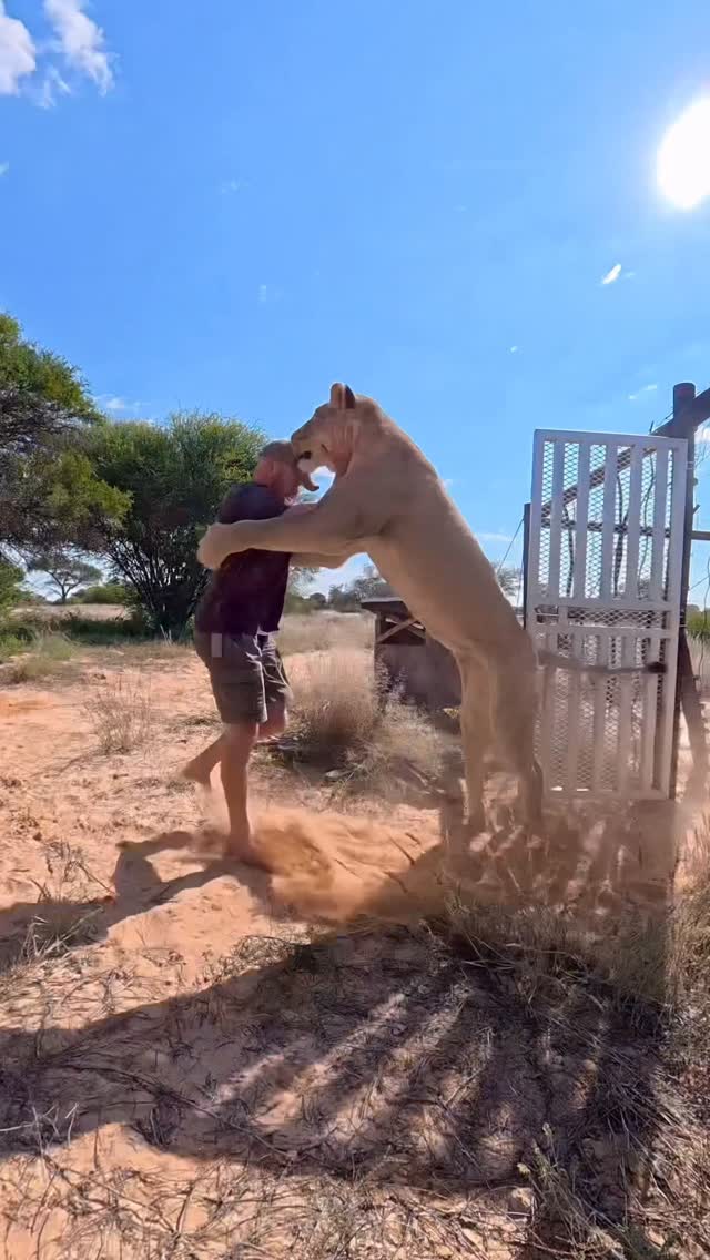 Sirga is in and out at the moment. Wild lions are moving into the area again - so far no physical interaction but they spent some times together in her territory. Interesting times 🦁 

#sirgathelioness
