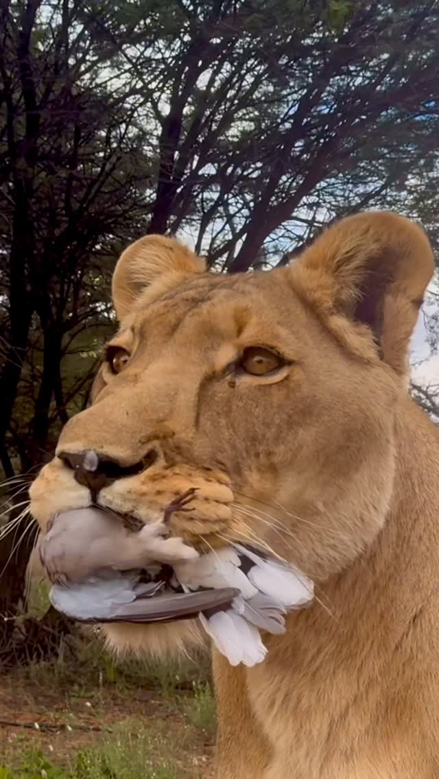 Yes, I step on thorns — but so does Sirga. Underneath, her paws aren’t all that different from my feet 🐾

In this video you can actually see her neatly avoid a thorn just seconds before I clearly fail to do the same 😅

That’s one reason I usually carry a small walking stick. With only two legs, I don’t have the luxury of shifting my weight to the other three while pulling a thorn out, so the stick becomes a handy third leg.

It looks worse than it is. Most thorns feel a bit like a needle prick: a brief burning sensation, a drop of blood, and a few minutes later it’s forgotten. The only real annoyance is when a thorn breaks off and stays behind.

The funny thing is that the more time you spend barefoot, the better you get at avoiding them. You learn to spot them, feel them, and instinctively place your feet more carefully.

The main reason I go barefoot out here is actually a very practical one: silence and awareness.

When moving through the bush, especially around wildlife, your feet become sensors. Barefoot, I can feel every twig, leaf, and patch of grass underfoot, allowing me to move far more quietly than I could in hard-soled shoes.

It started when Sirga was a cub. Shoes made it harder to move naturally, and she constantly chewed my shoelaces. Going barefoot became the obvious solution and eventually just became a habit.

People often ask about thorns and snakes. The truth is that being barefoot makes you more aware of where you step. You pay attention to the ground instead of relying on thick boots. (this reel is probably a bad example of this theory 😂)

It also helps me stay aware of conditions for Sirga. In summer, the sand can become extremely hot, it actually blisters her paws. If I’m barefoot, I know exactly what she is walking on too — and get the same blisters if I continue. 

So no, it’s not a gimmick. It’s simply what works—for silence, awareness, and respect.

#sirgathelioness #nature #animals #wildlife #lion